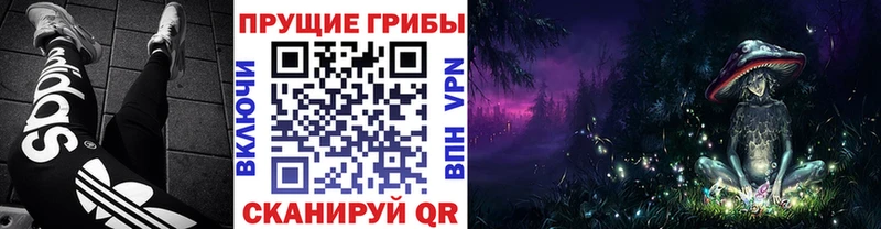 купить наркоту  Катайск  Галлюциногенные грибы Psilocybe 